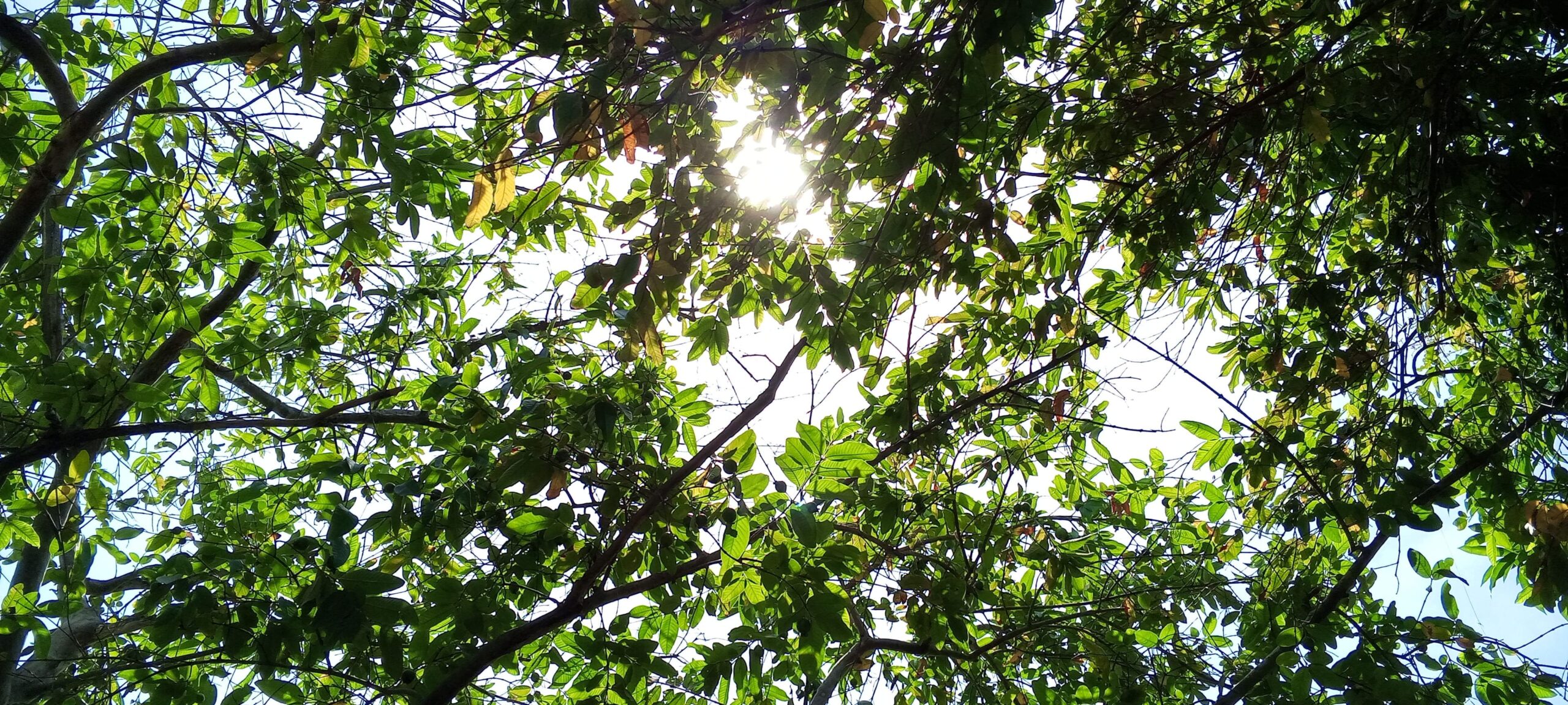 como proteger arboles frutales del calor extremo