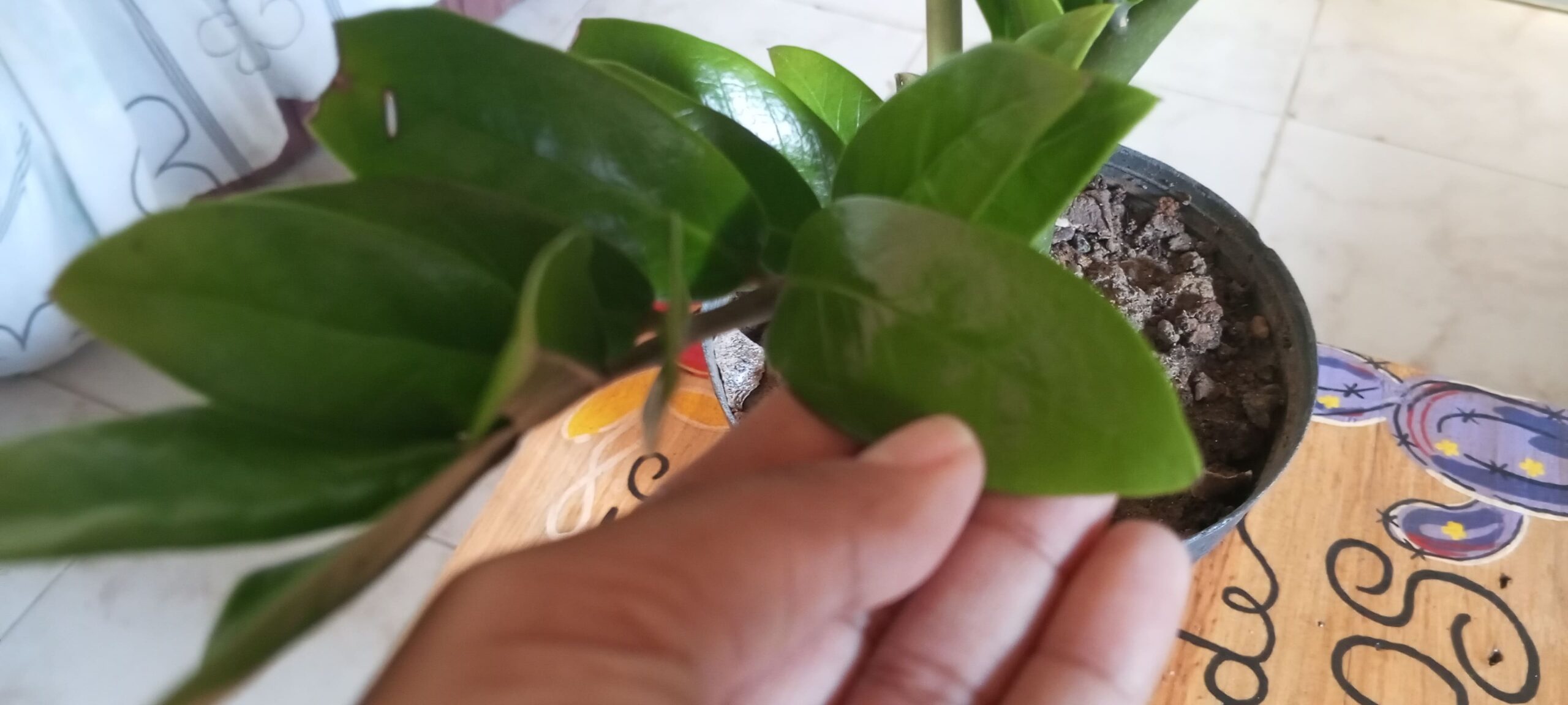 cuidados de la zamioculca en interior y exterior