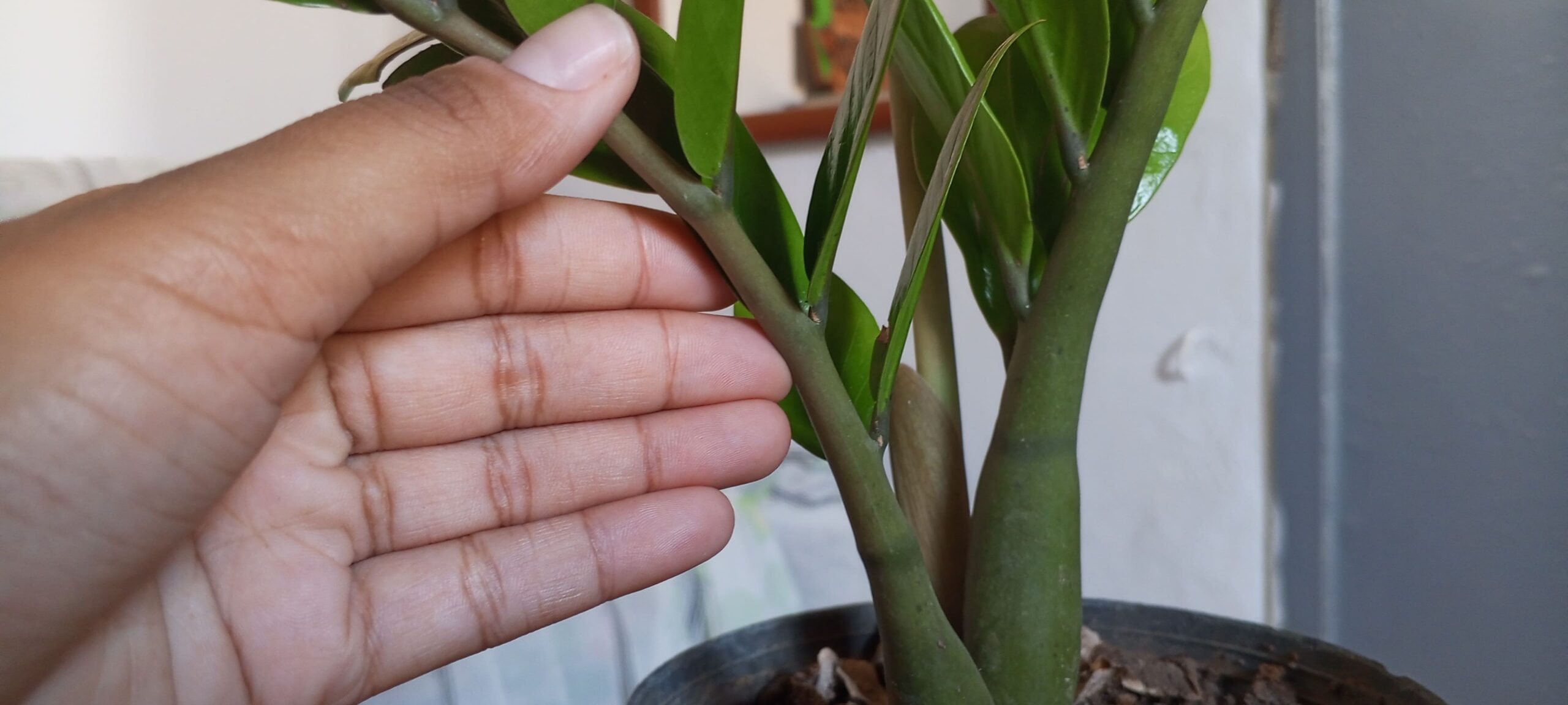 cuidados de zamioculca