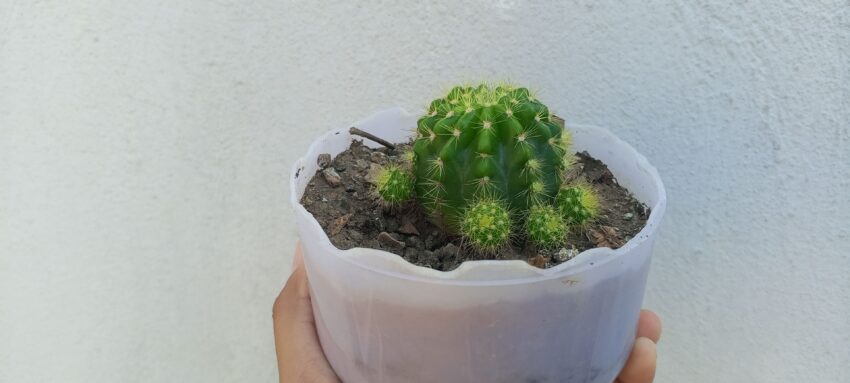 maceta con bombilla reciclada para el jardin