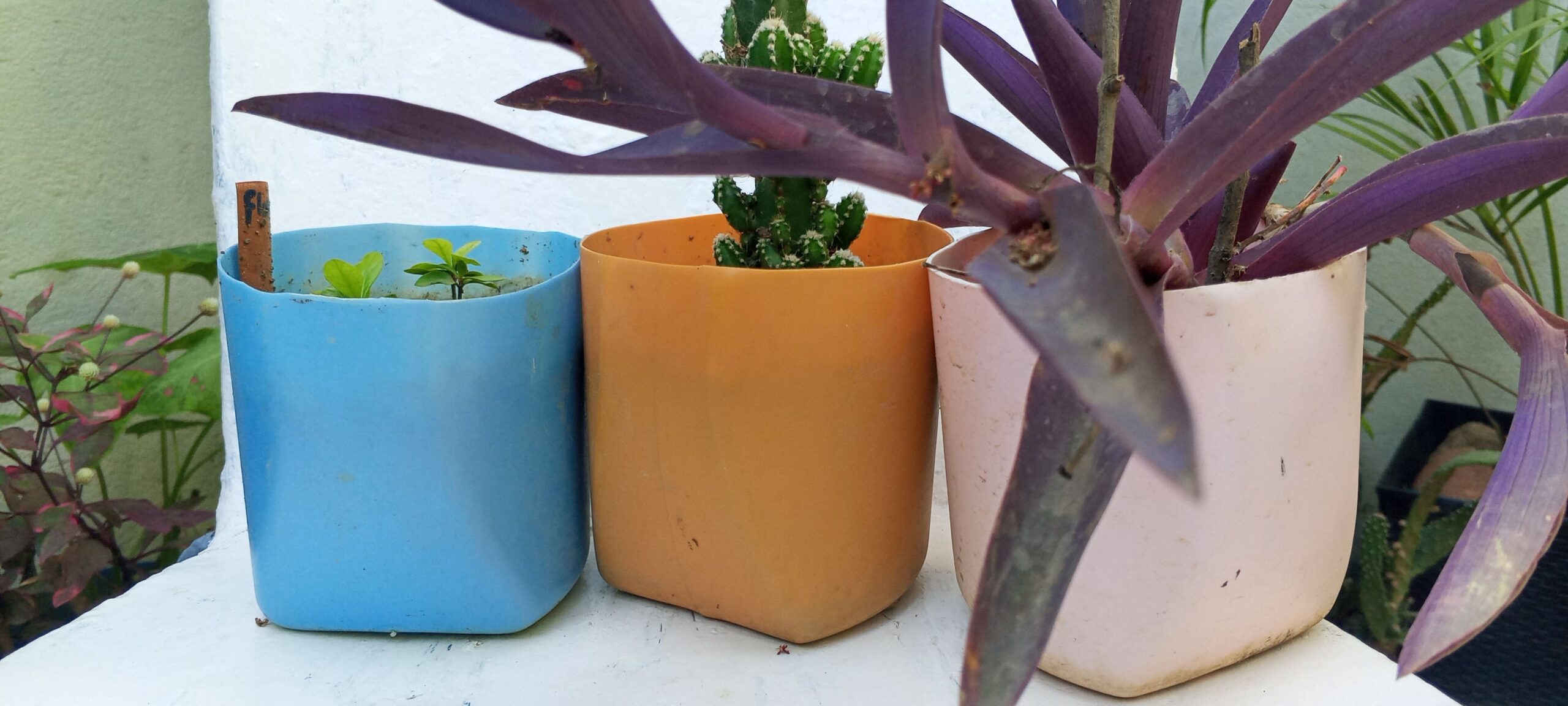 macetas con skala y origem