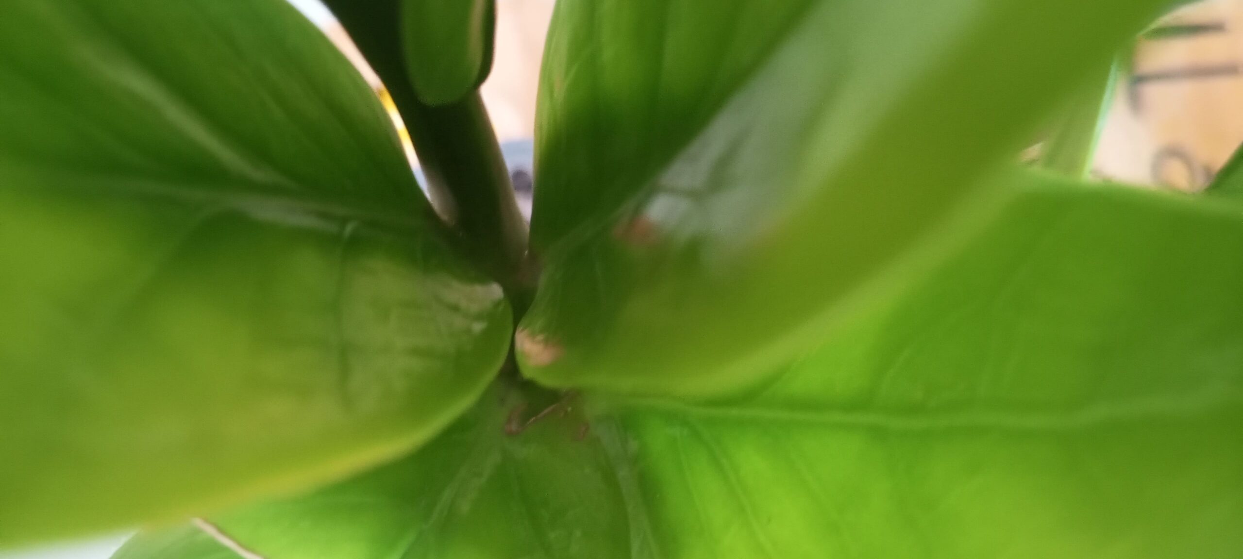 origen de la zamioculca