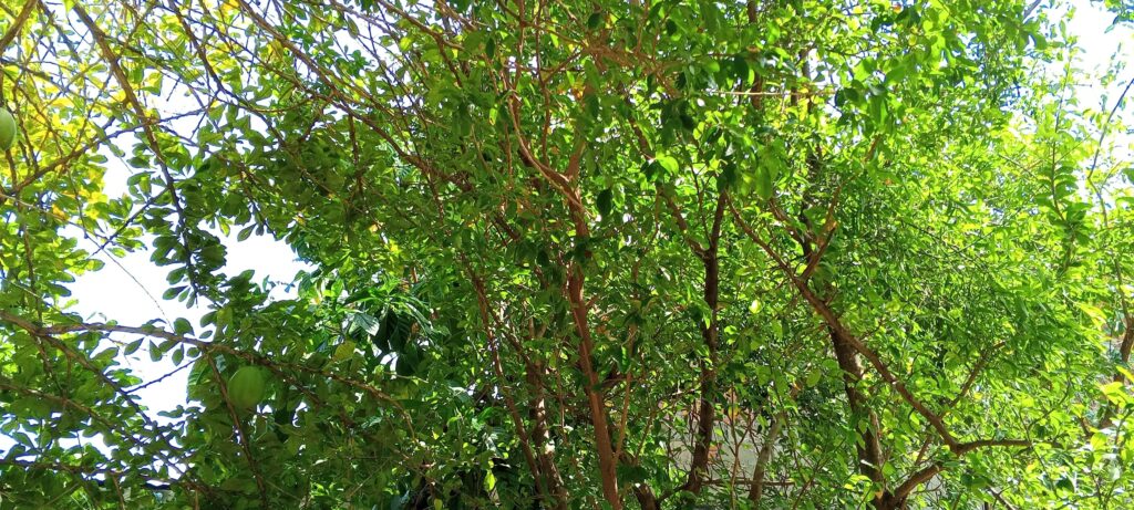 proteger a los arboles del calor extremo con acolchado