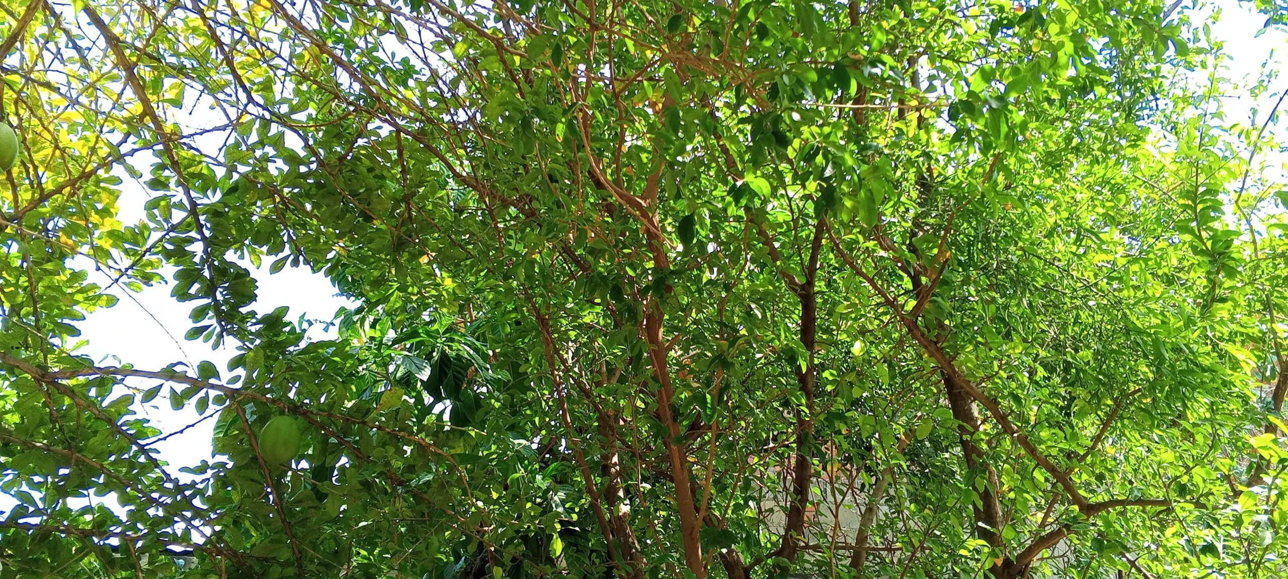 proteger a los arboles del calor extremo con acolchado