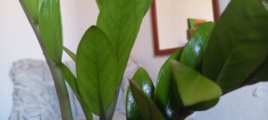 como cuidar una zamioculca