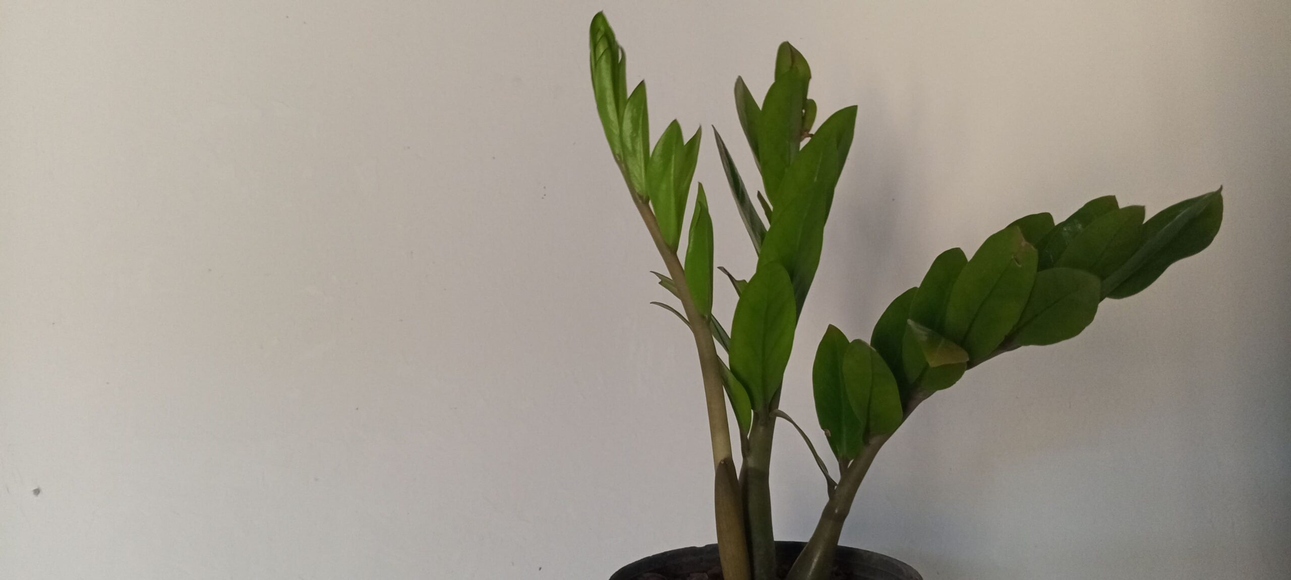 zamioculca cultivada en interior en maceta