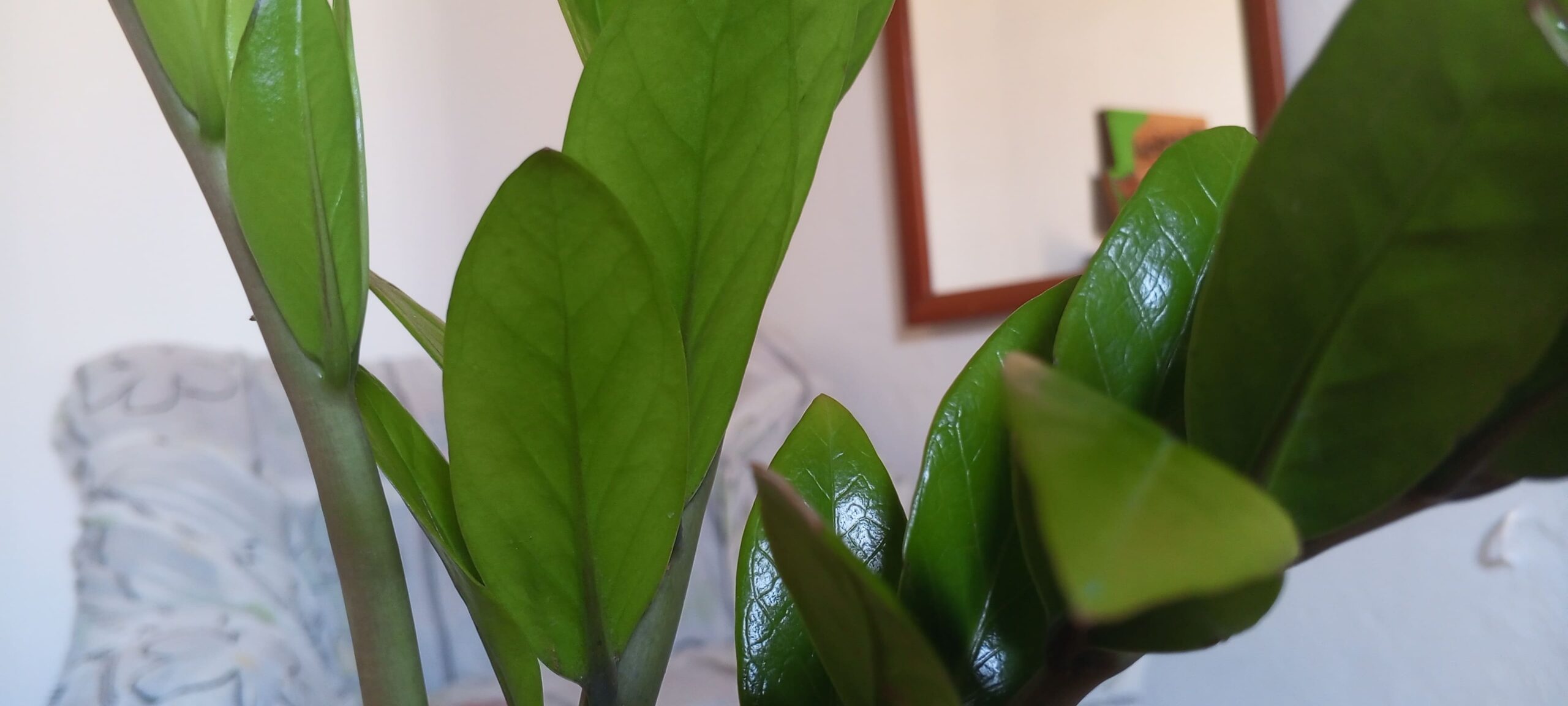 como cuidar una zamioculca