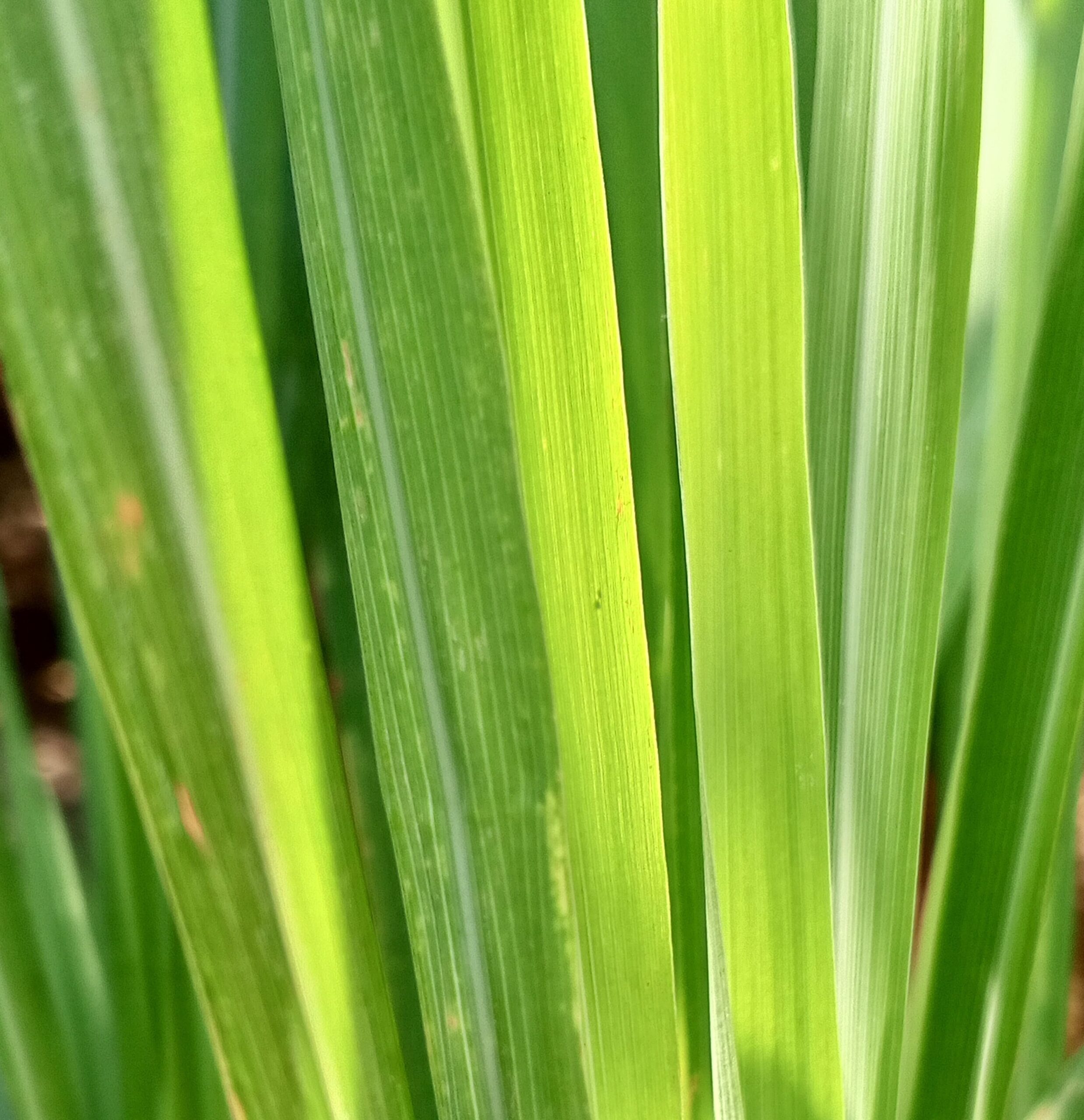 como alejar a los gatos del malojillo