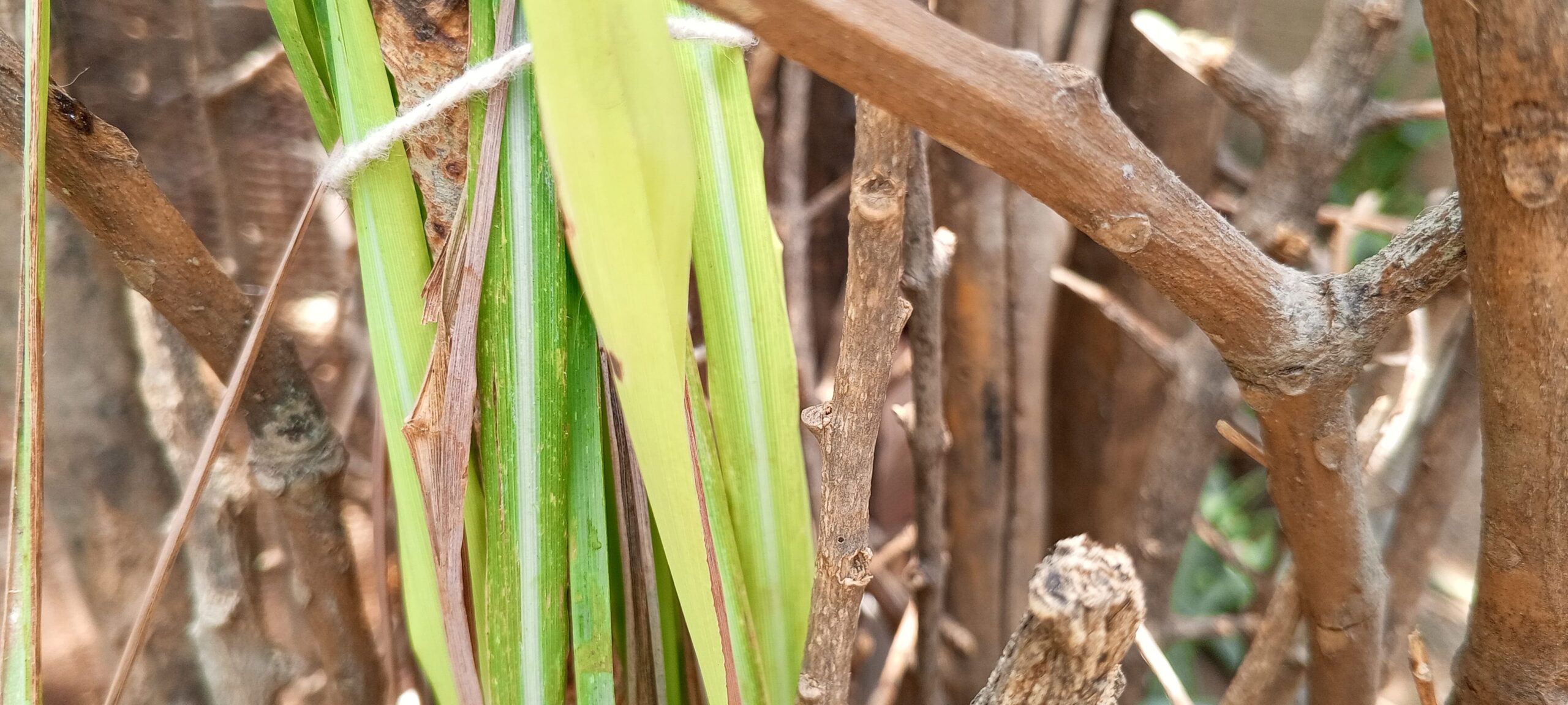 como cuidar el malojillo