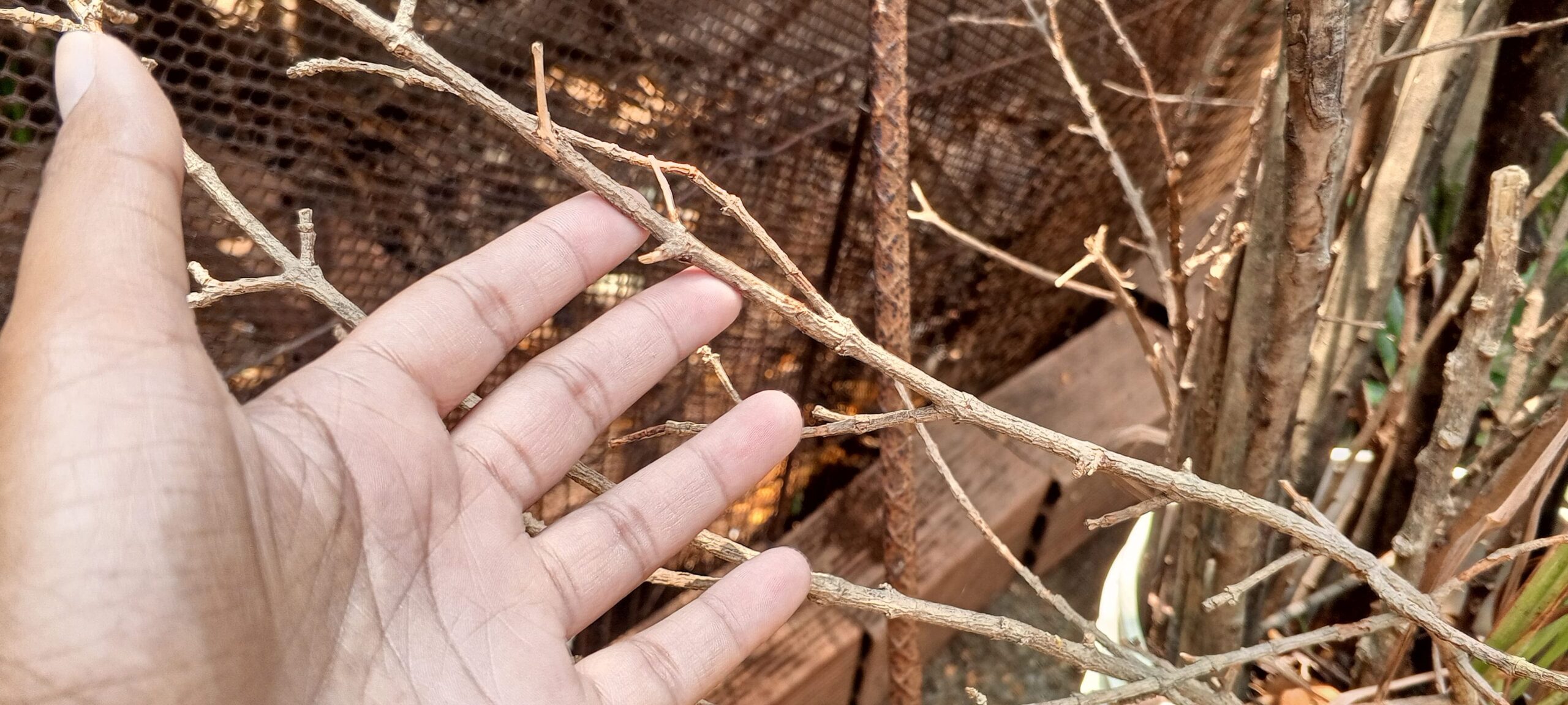 trampas para proteger el malojillo