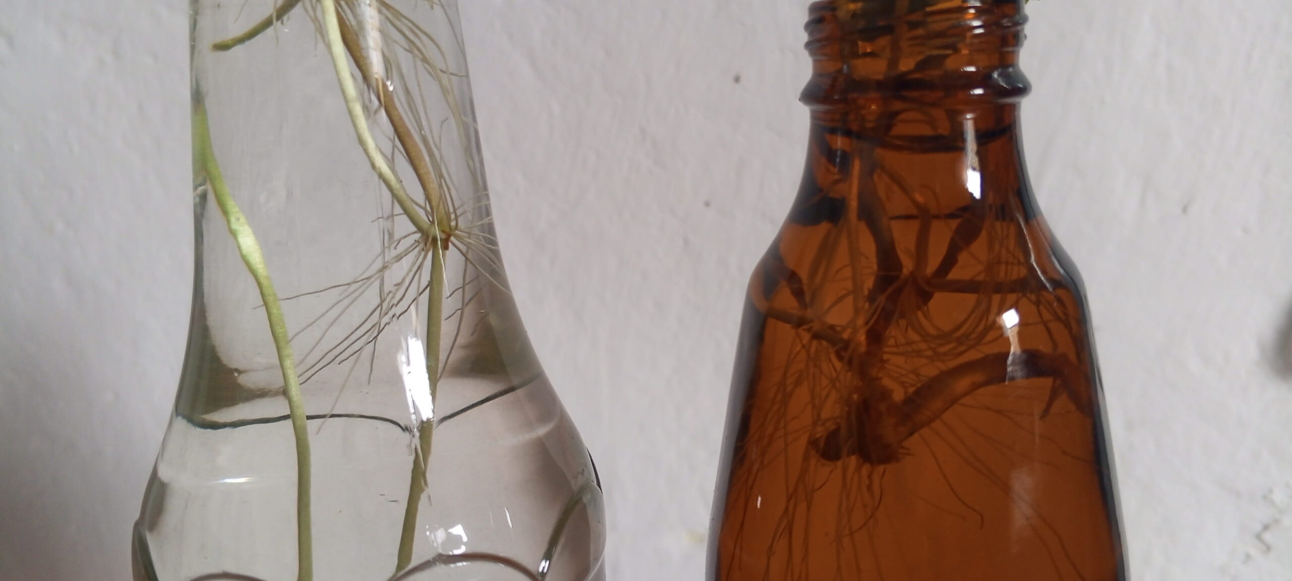 botellas para hidroponia casera