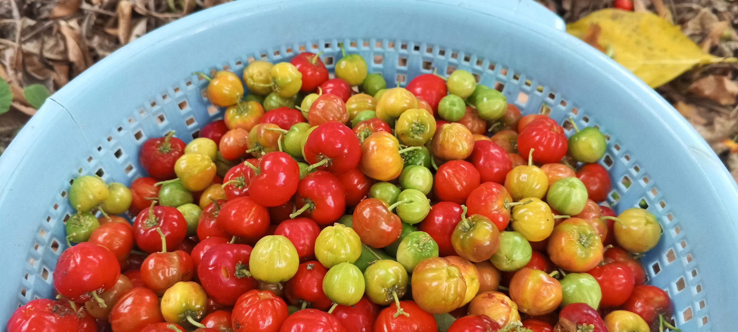 calendario lunar para sembrar