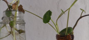hidroponia casera