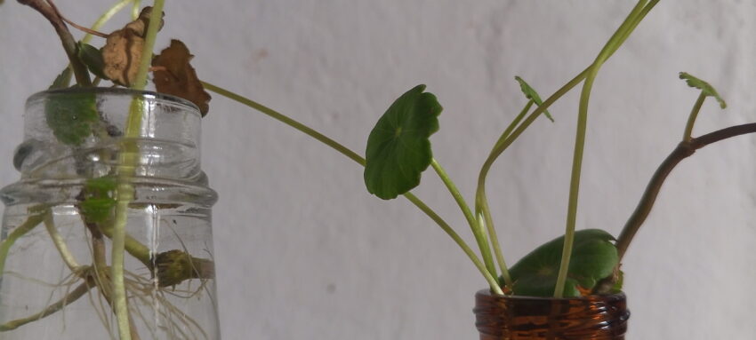 hidroponia casera