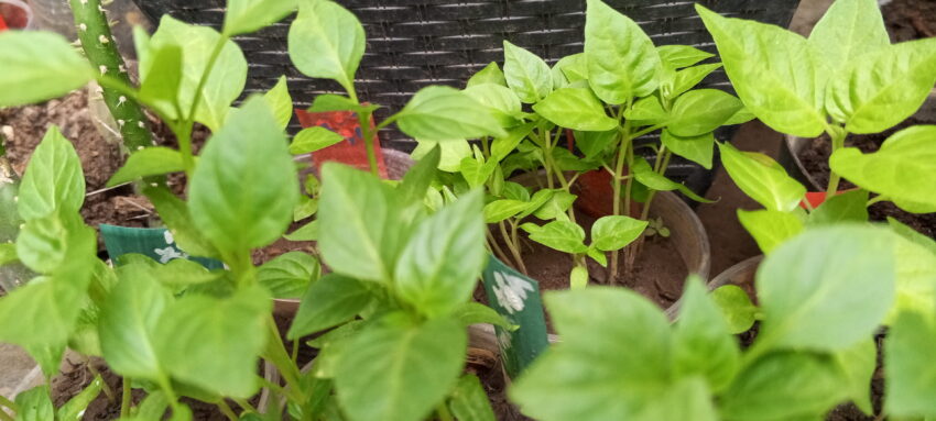 que sembrar en abril