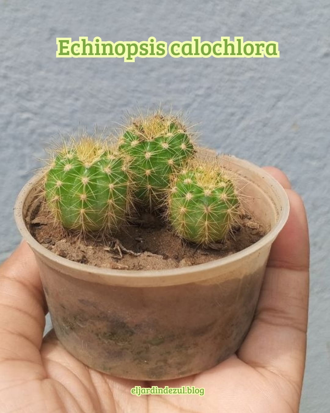 venta cactus echinopsis calochlora en venezuela