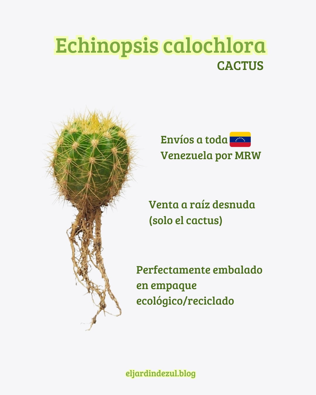venta cactus echinopsis calochlora en venezuela