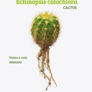 venta cactus echinopsis calochlora en venezuela