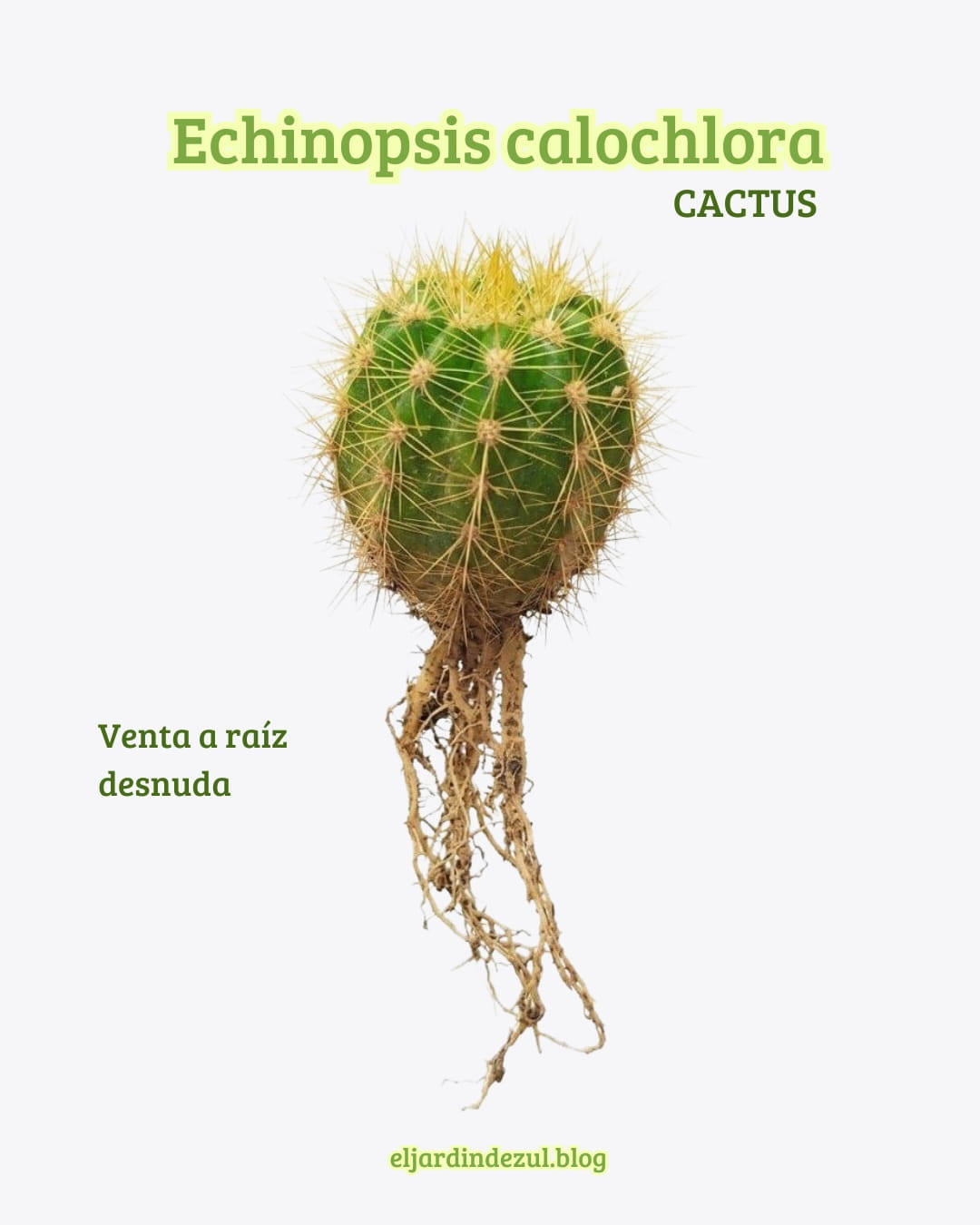 venta cactus echinopsis calochlora en venezuela