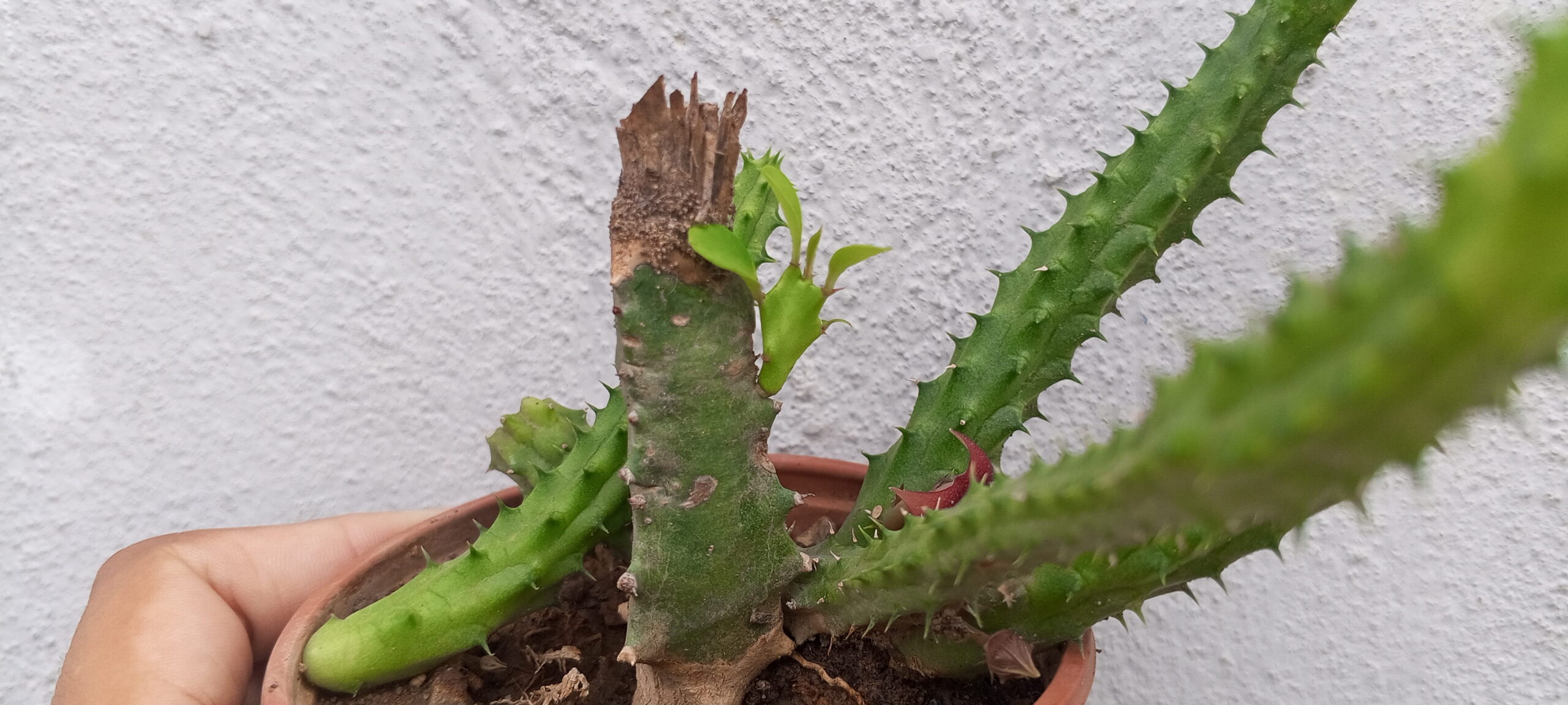 la esperanza de un esqueje