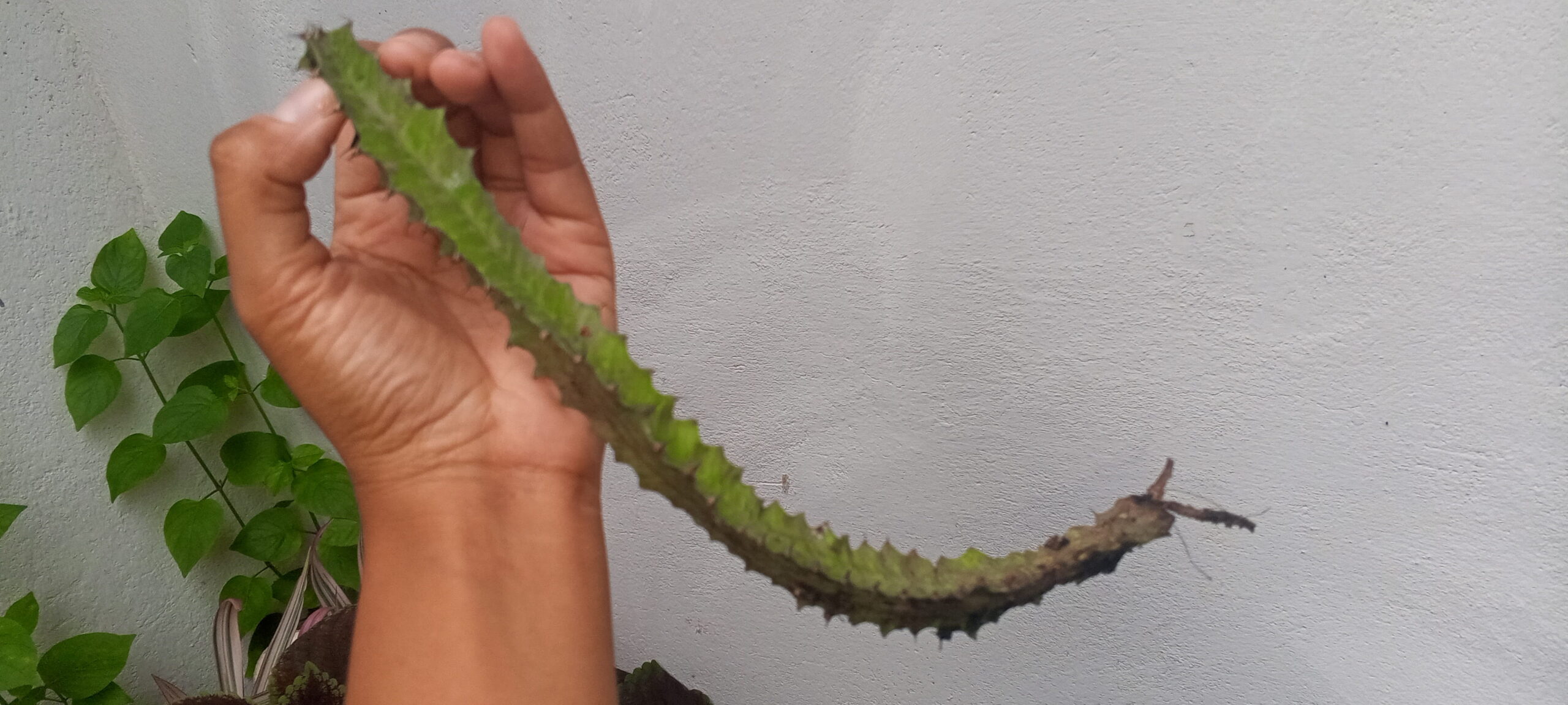 un cactus puede volver a salir
