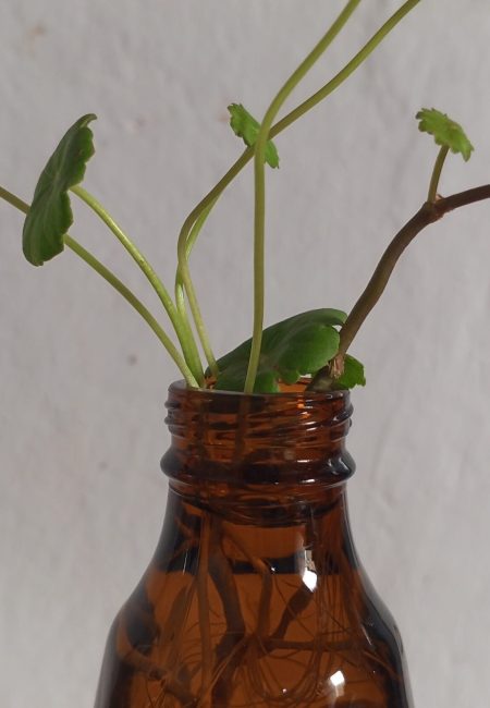materiales para hidroponia casera